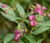 Bee savior or ecological threat in September? Why the controversial Jewelweed is now causing controversy