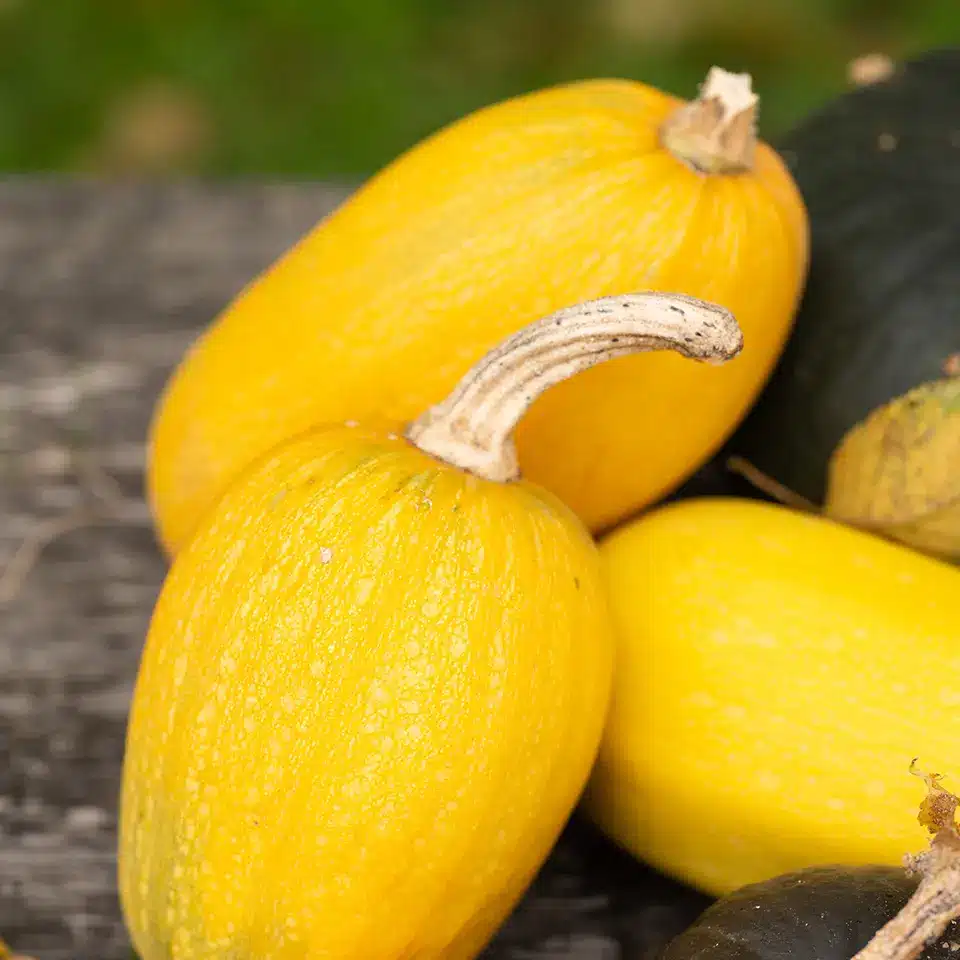 Harvest pumpkin in October