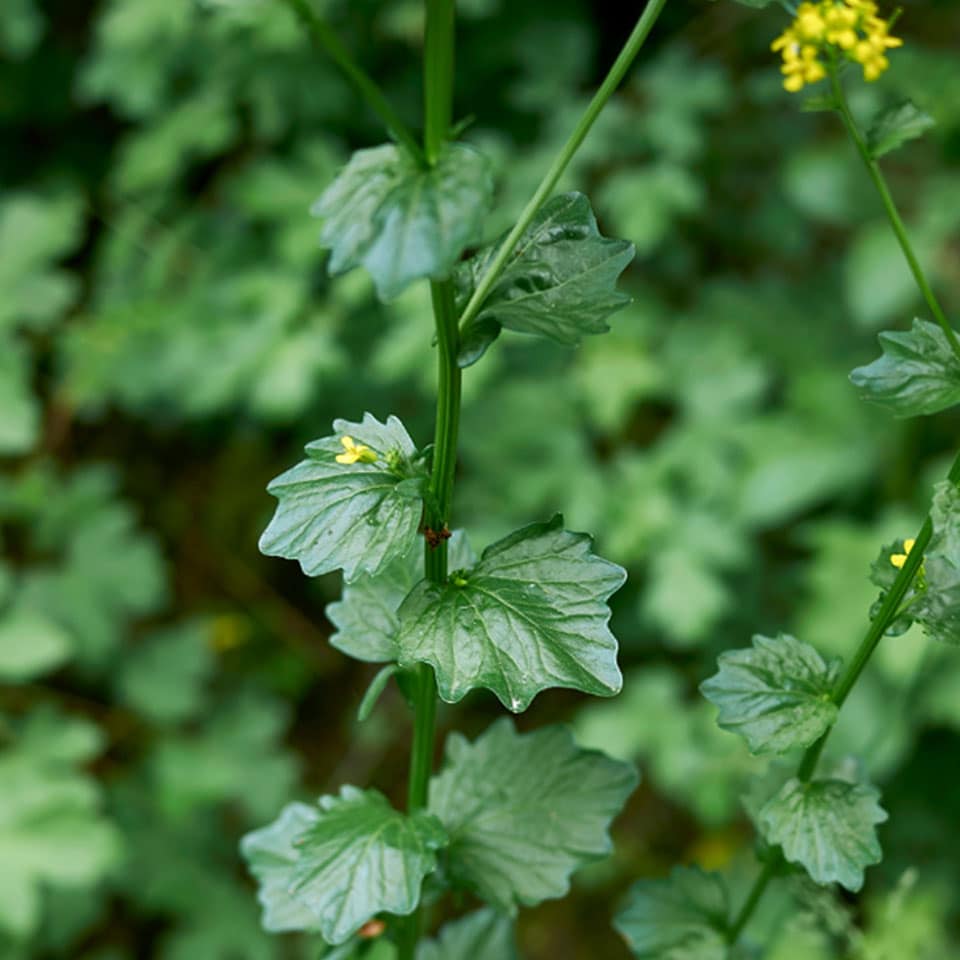 Barbara grass leaf