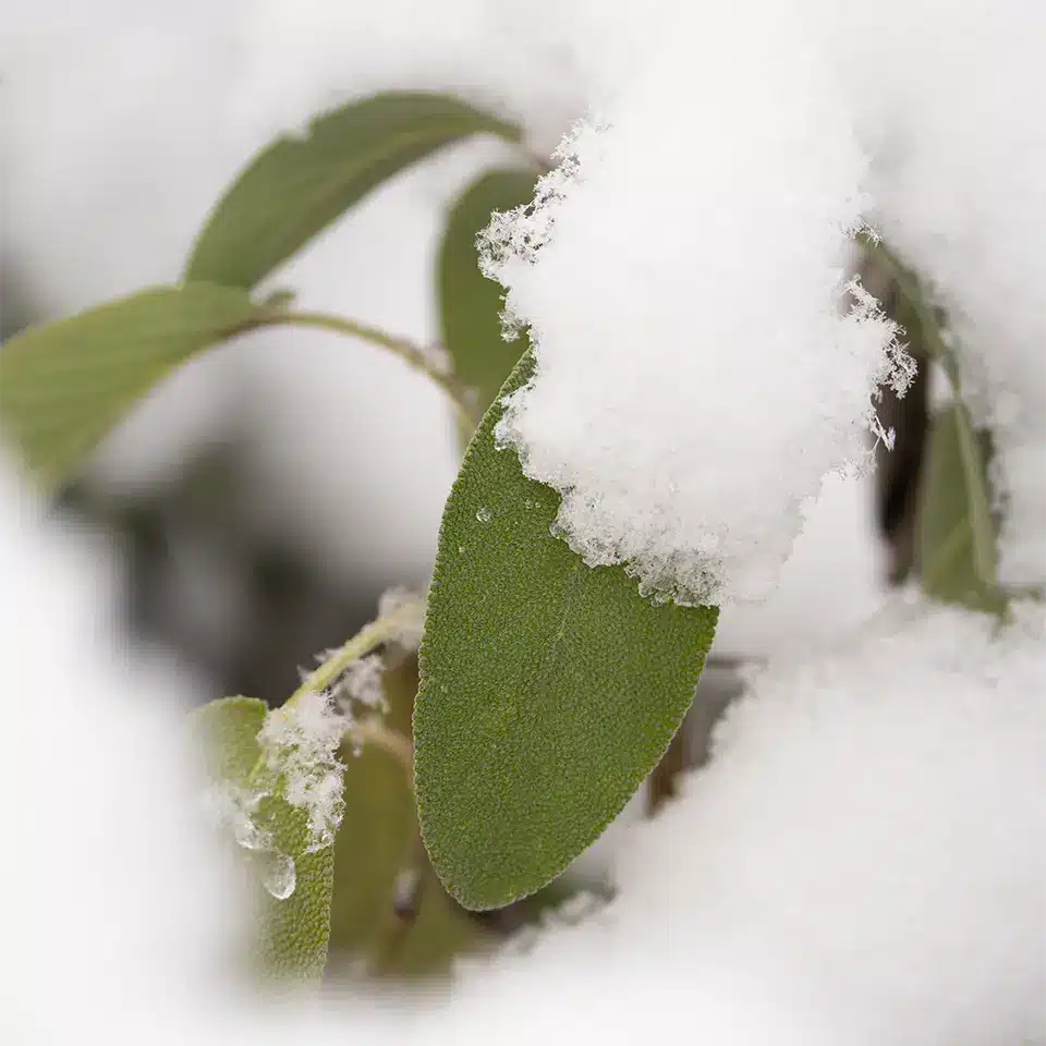 Sage in the snow