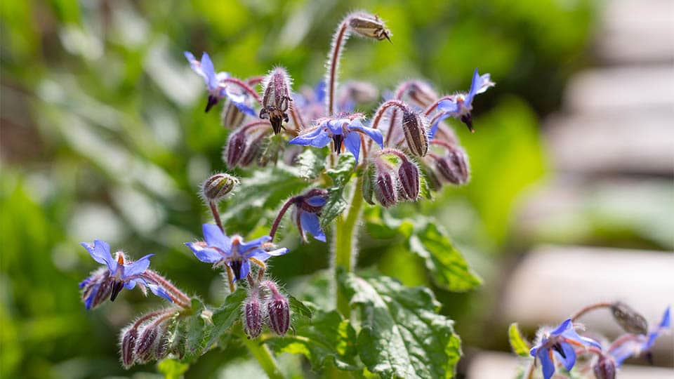 Is borage poisonous?