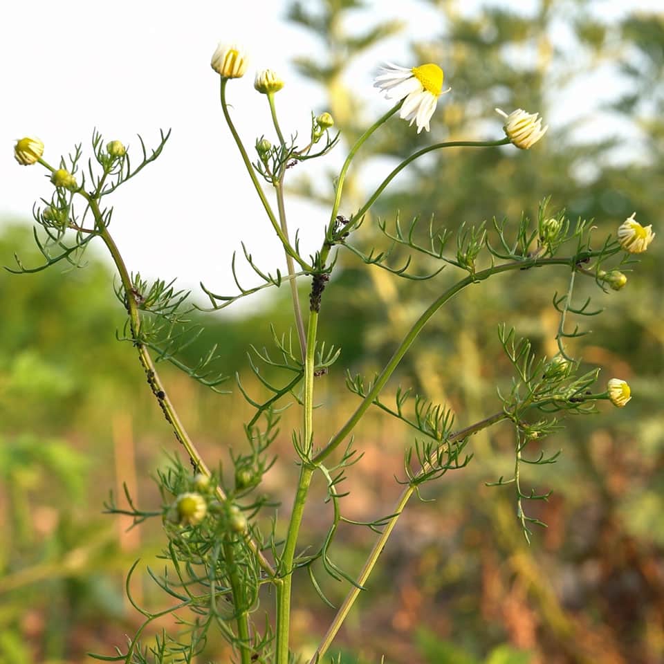 Aphids on chamomile