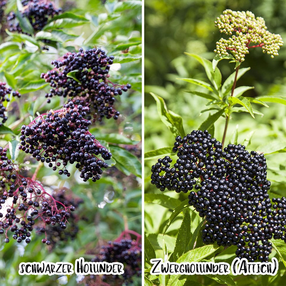 Comparison of elderberry