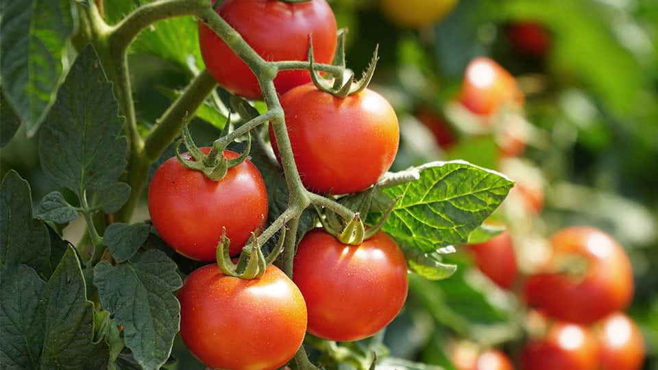 This is how tomato leaves help against mosquitoes