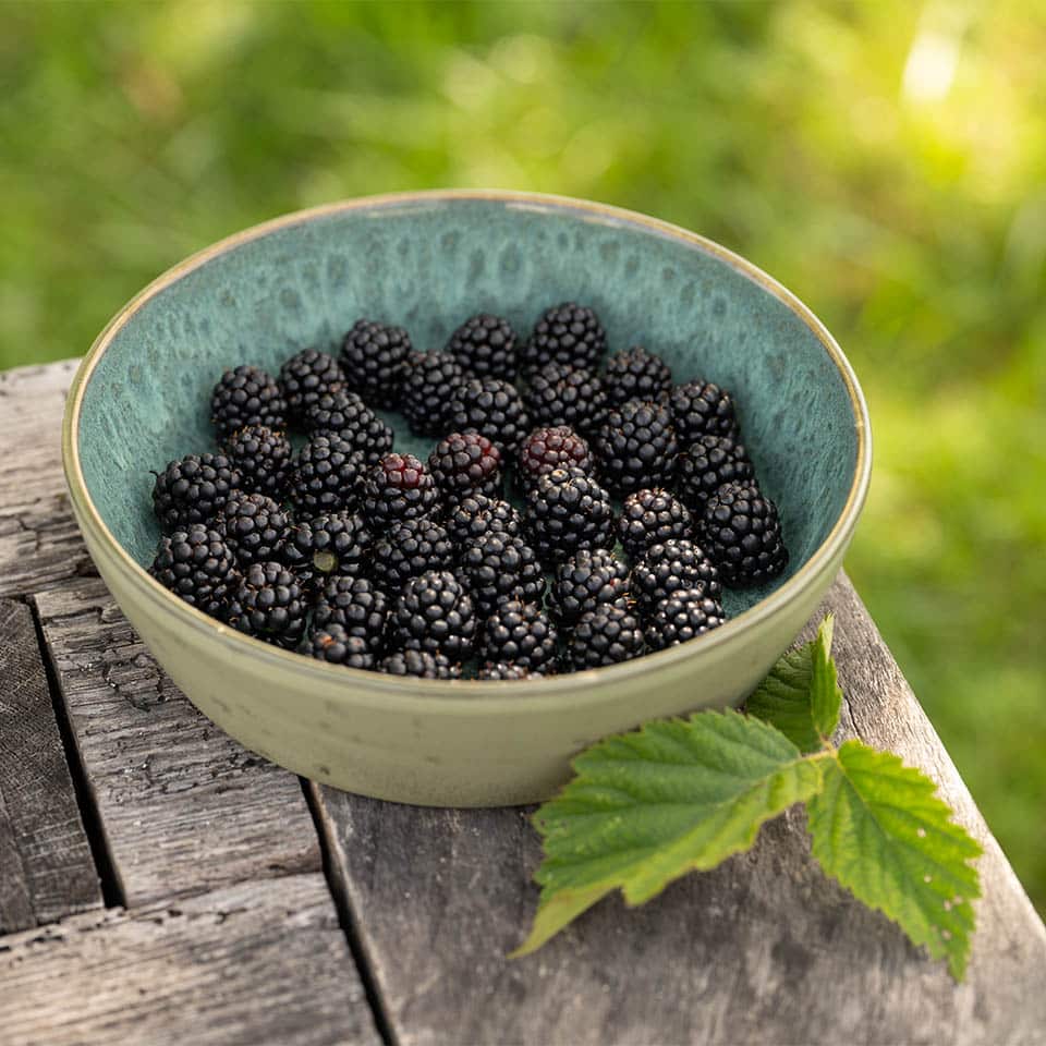 Dried blackberries