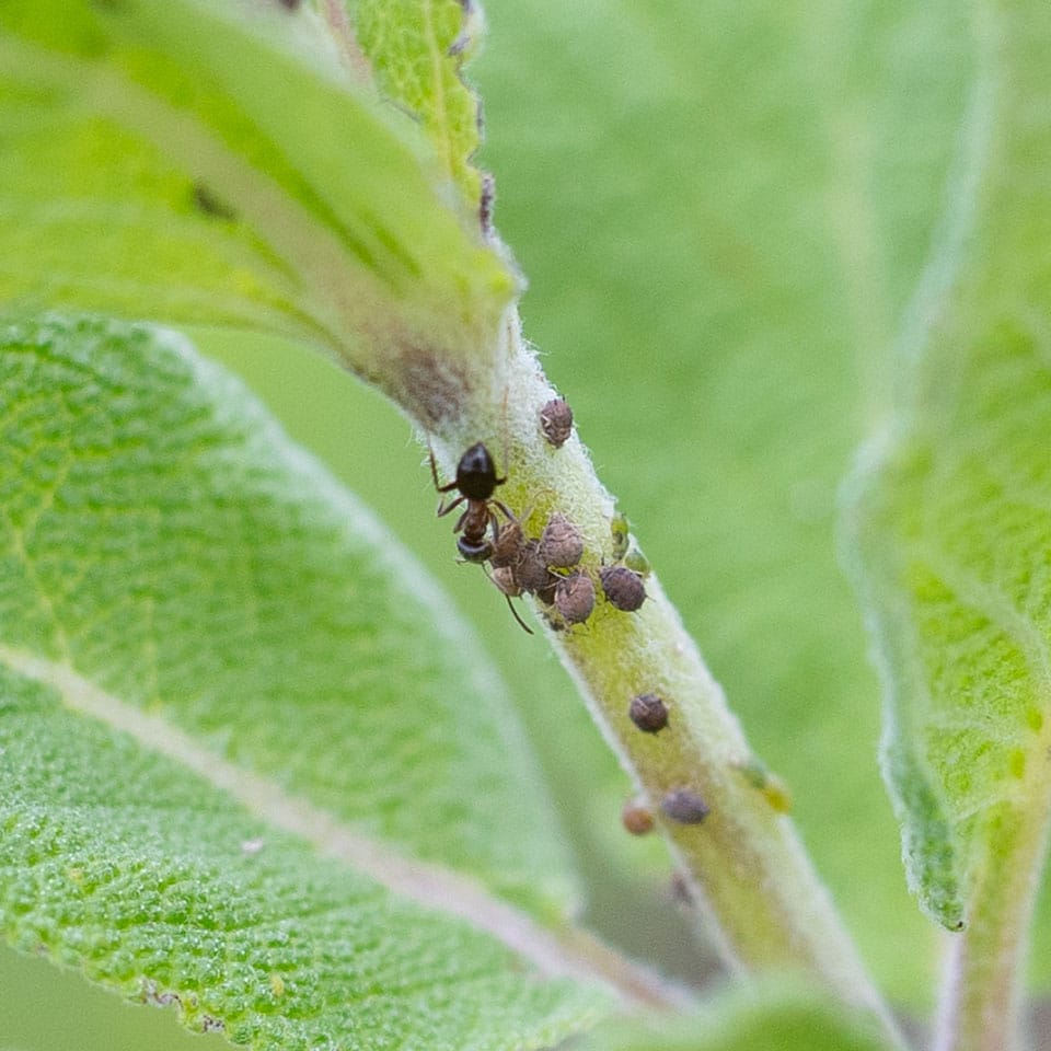 Aphids and ants live together