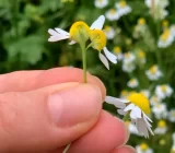 This healing power is almost forgotten – this is how it will help you in June