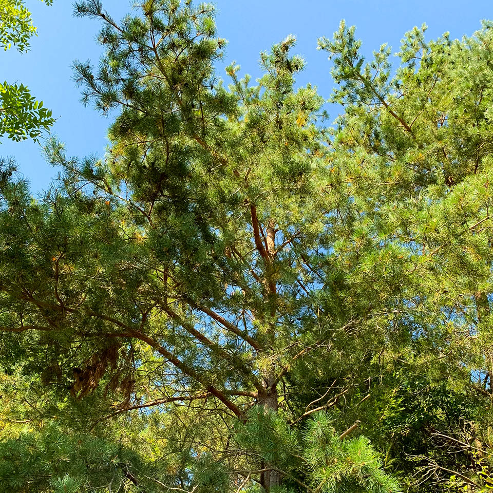 Pine in the local forest