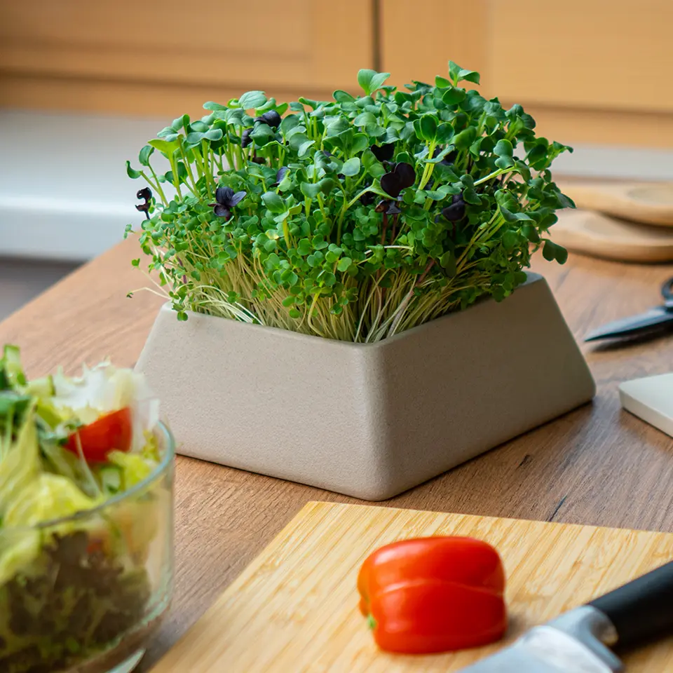 Watercress growing in the kitchen