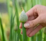 You should definitely try these edible flowers in May
