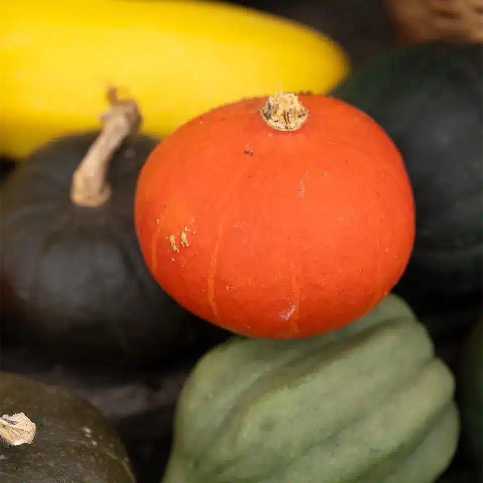 Pumpkins in autumn